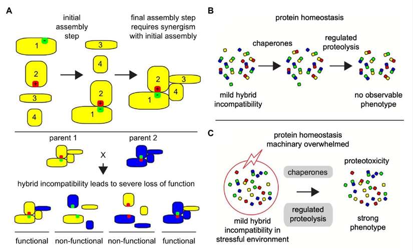Protein-Protein Interactions: Insights & Applications