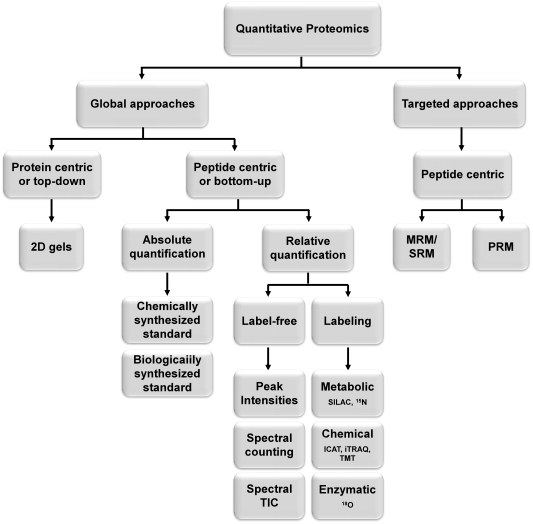 Figure 1. Categorization of the main strategies for quantitative proteomics.