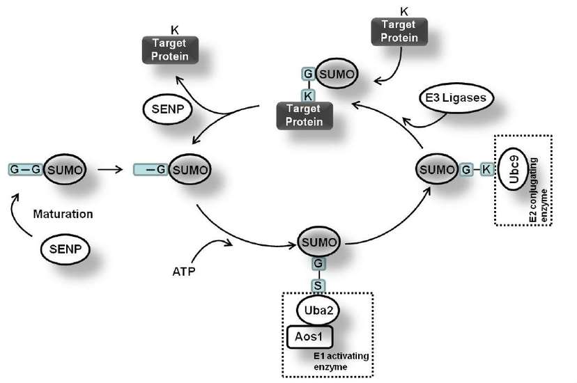 Protein SUMOylation: Mechanisms, Regulation, and Analysis
