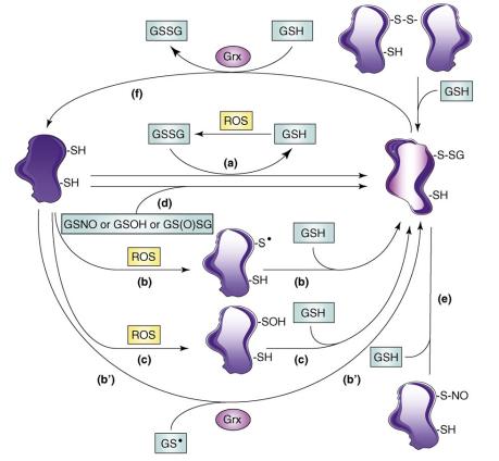 S-Glutathionylation: Modifying Cellular Function and Disease Implications