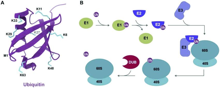Structure, Functions, and Enzymes in Protein Ubiquitination