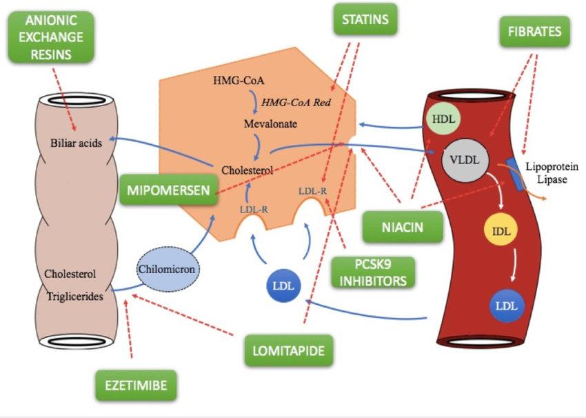 Triglyceride Metabolism: Structure, Regulation, and Role in Metabolic Diseases