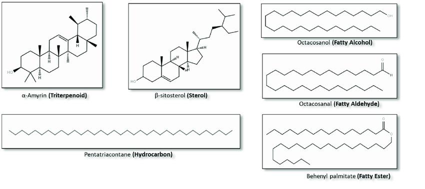 Wax in Biochemistry: Properties, Functions, and Contrasts with Triglycerides