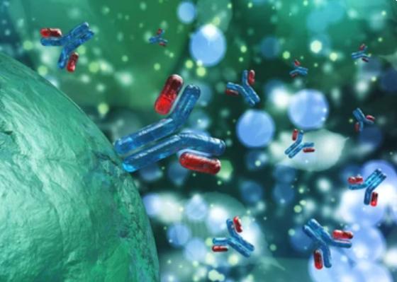 ADC Drug Release Kinetics Study Services