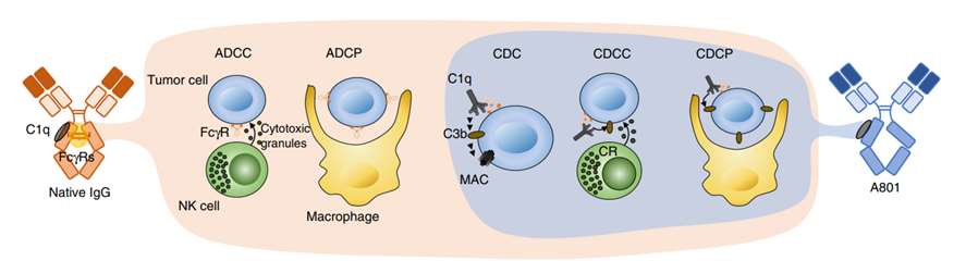 Fig. 1 Biochemical and functional properties of antibodies with engineered Fc domains that bind to C1q with exquisite selectivity.
