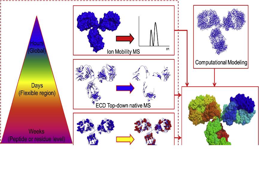 Fig. 1 The MS-based biophysical tool box in characterizations of IgG2 with different S-S bond networks.