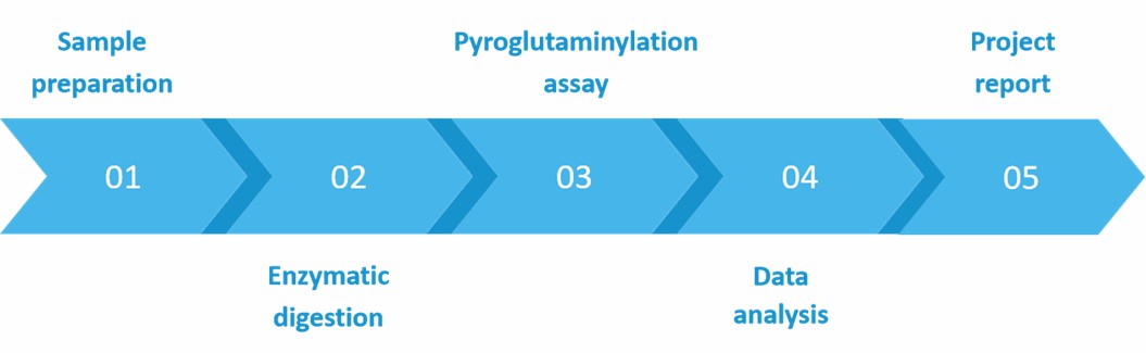 N-terminal Pyroglutamylation Ratio Analysis
