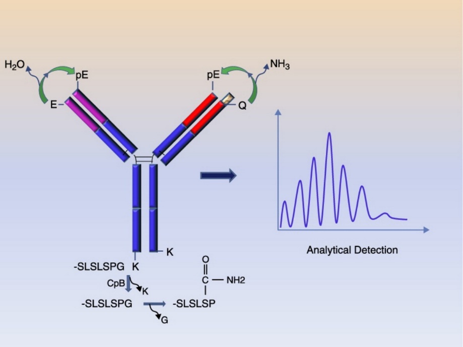 N-terminal Pyroglutamylation Ratio Analysis