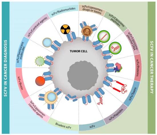 Fig. 1 ScFv applications in cancer diagnosis or therapy.