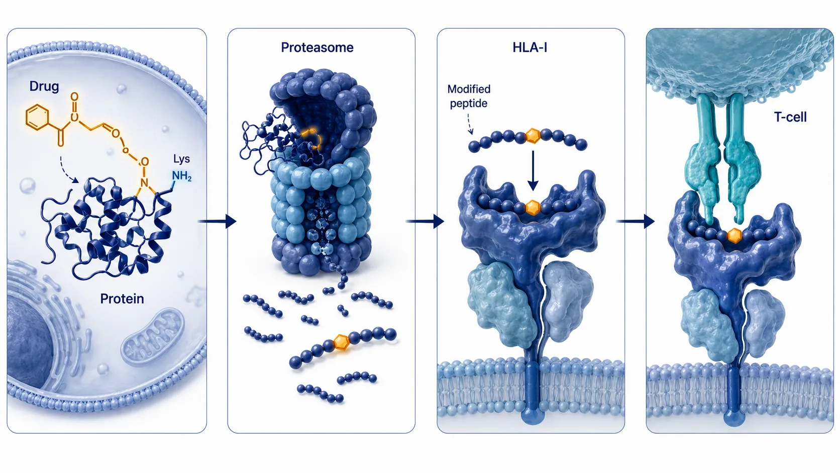 Covalent neoepitope biogenesis from drug-protein haptenation through antigen processing, HLA loading, cell-surface presentation, and a mass-spectrometry search for the defined drug adduct.