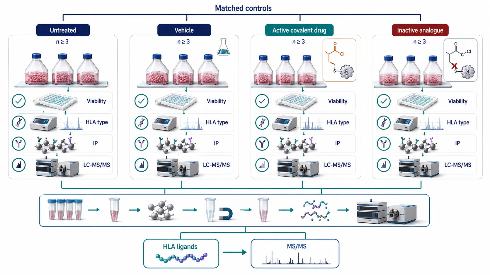 Four-arm immunopeptidomics study design showing untreated, vehicle, active covalent drug, and inactive analogue conditions with matched replicates, viability monitoring, HLA typing, and separate LC-MS analysis.