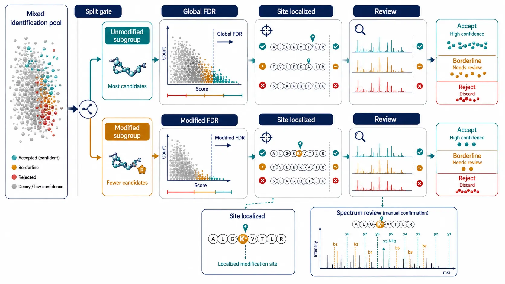 Spectral verification workflow showing an endogenous modified HLA peptide aligned with a synthetic isotope-labeled standard, matching retention times, localized fragment ions, and drug-specific diagnostic fragments.