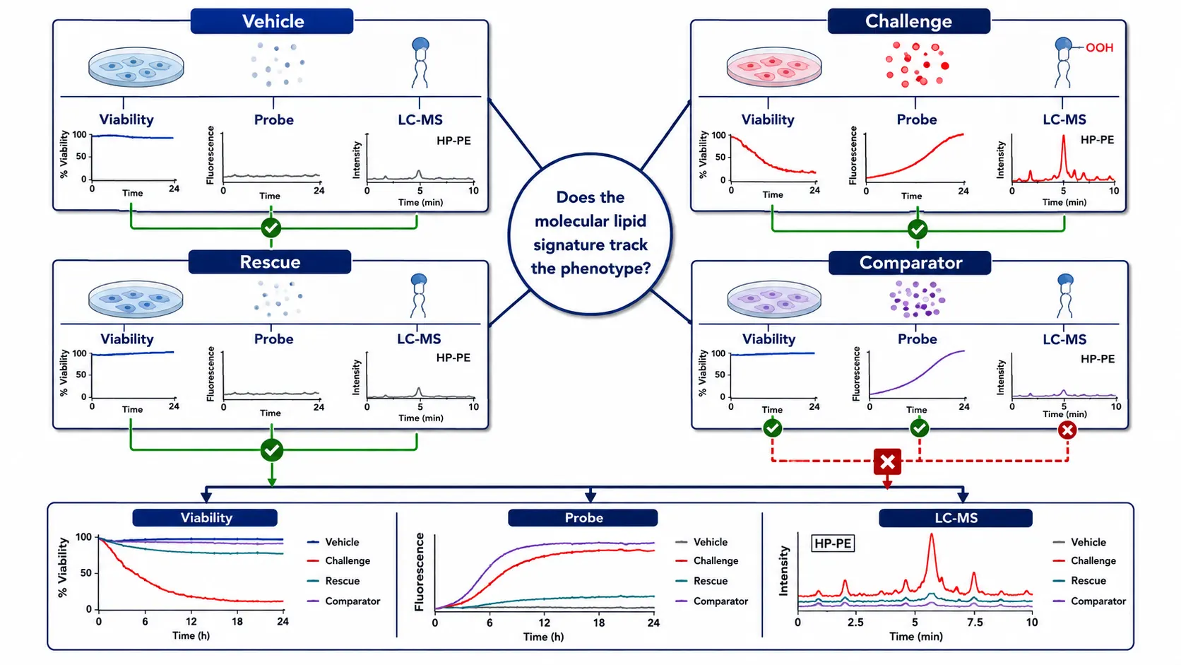 Ferroptosis validation lattice showing treatment, rescue, and alternative-cell-death control arms. Each arm connects to three readouts: viability kinetics, lipid oxidation probe, and targeted oxidized phospholipid LC-MS panel. Green agreement lines and red contradiction markers communicate falsification logic.