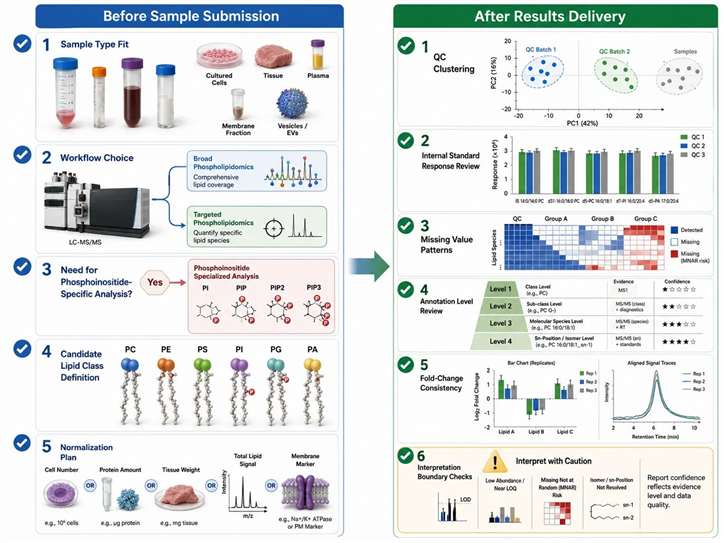 Multi-evidence chain linking phospholipidomics, membrane proteomics, and functional membrane readouts