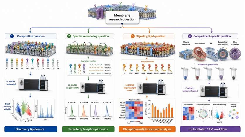 Decision tree linking membrane research questions to assay strategy