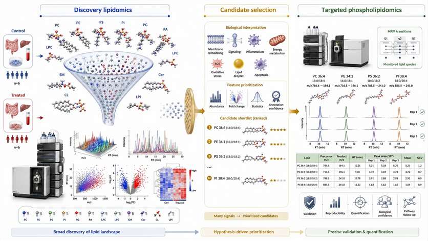 Two-stage phospholipidomics path from broad discovery to targeted validation