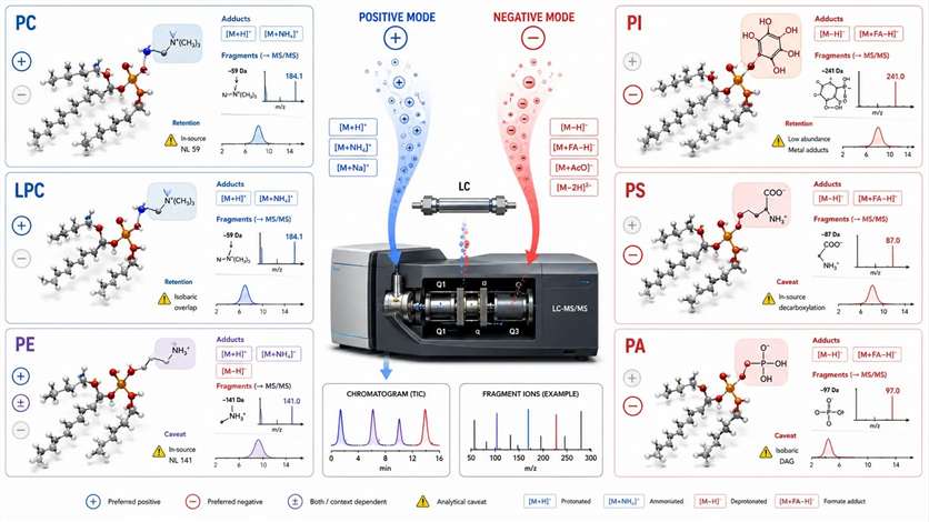 Ionization and fragmentation logic across phospholipid classes in LC-MS/MS