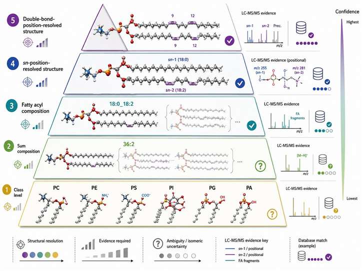 Internal standards and normalization decision matrix for phospholipidomics