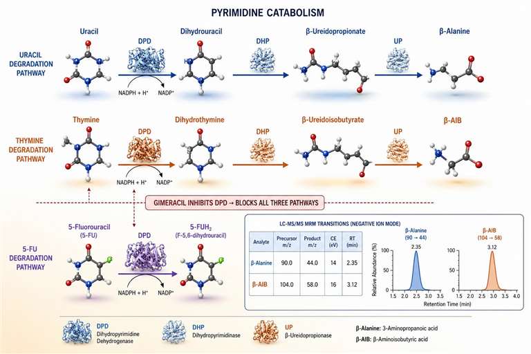 Figure 5: Pyrimidine catabolism pathways — 5-FU degradation by DPD and production of β-alanine and β-AIB