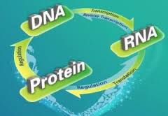 Three Featured Services Researchers Should Know in Creative Proteomics