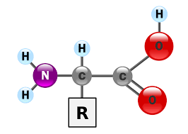 Methods for Amino Acids Analysis