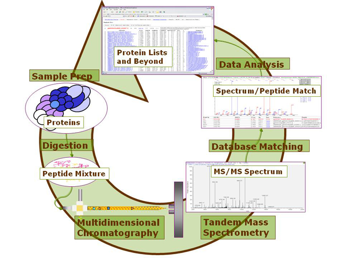 Protein Identification Methods