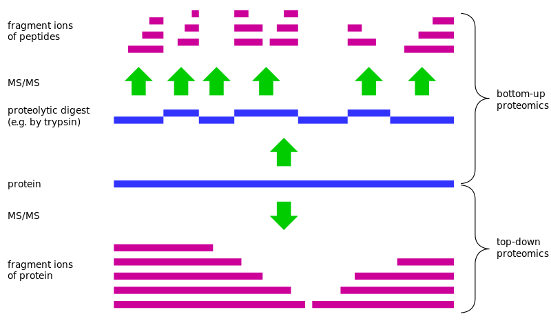 Top-down Proteomics for Proteoform Identification