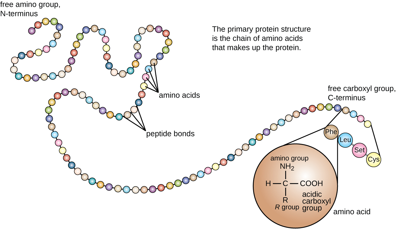 Protein Sequencing of Edman Degradation