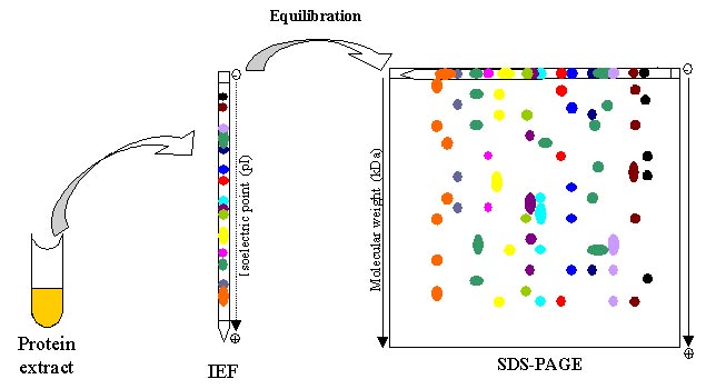 Two dimensional gel electrophoresis (2-DE)