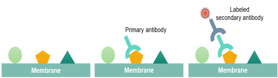 The Principle and Procedure of Western Blot