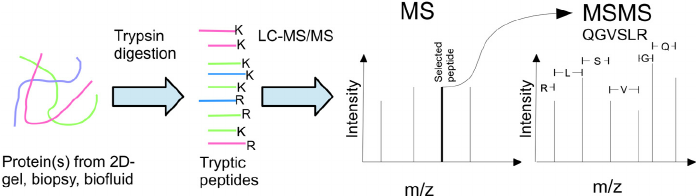 mass spectrometry analysis