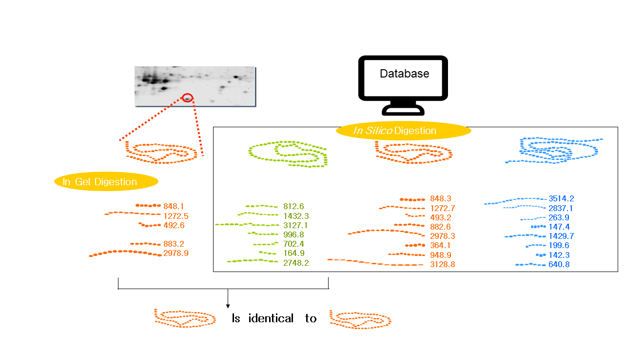 Mass spectrometry-related techniques for protein identification