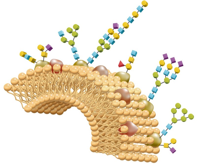 Mass Spectrometric and Glycan Microarray–Based Characterization of