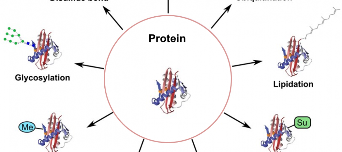 Strategies for-Post-Translational-Modifications-(PTMs)-0