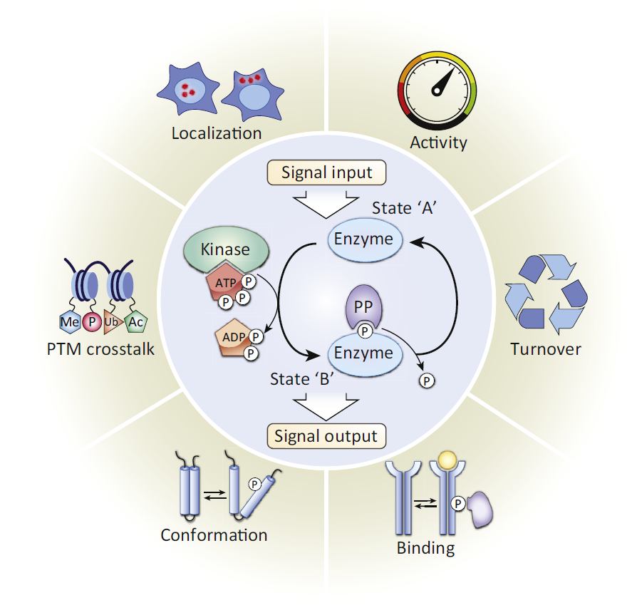 https://www.creative-proteomics.com/blog/wp-content/uploads/2018/07/phosphorylation-analysis-by-mass-spectrometry-0.png