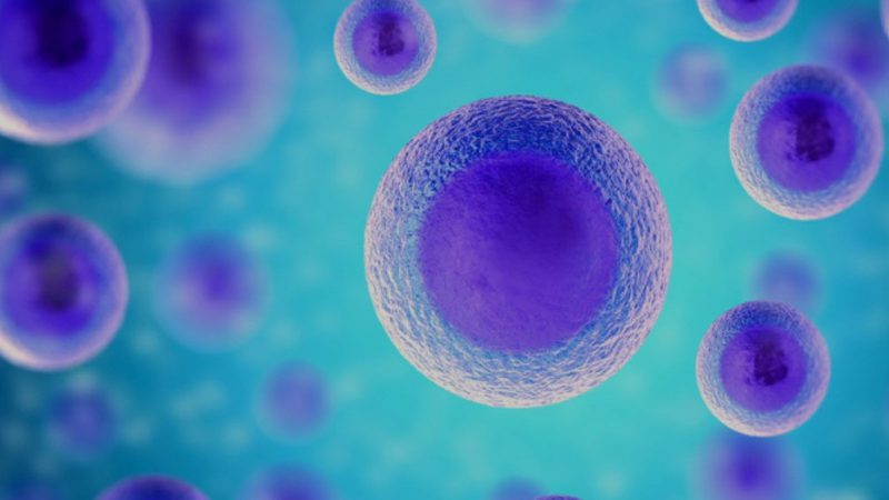 Cell Migration Assay