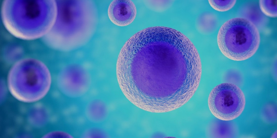 Cell Migration Assay