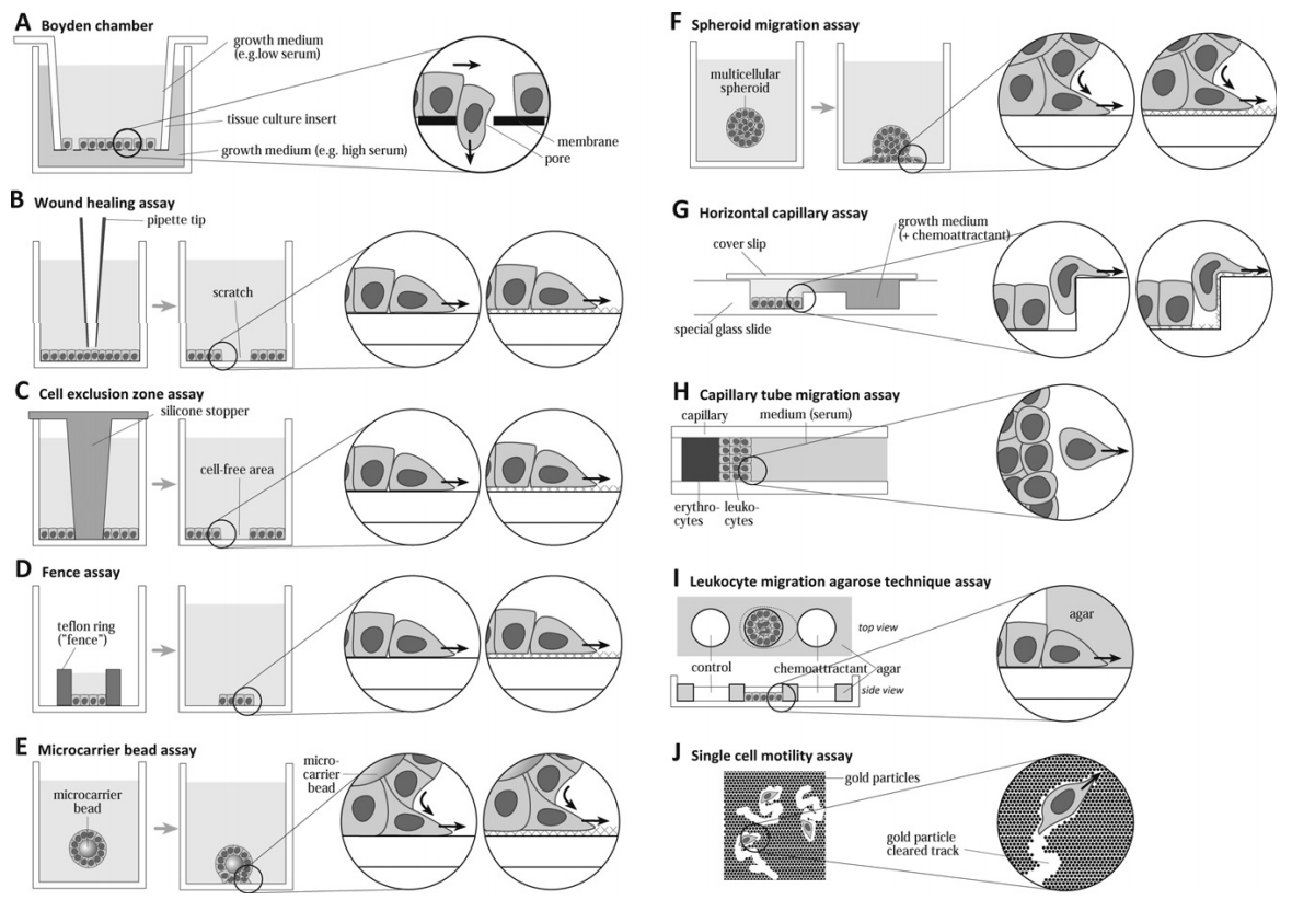 Cell Migration Assay Creative Proteomics Blog