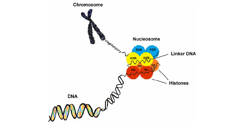 Strategies for Analyzing Histone Modifications