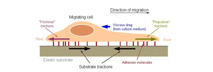 Cell Migration Research