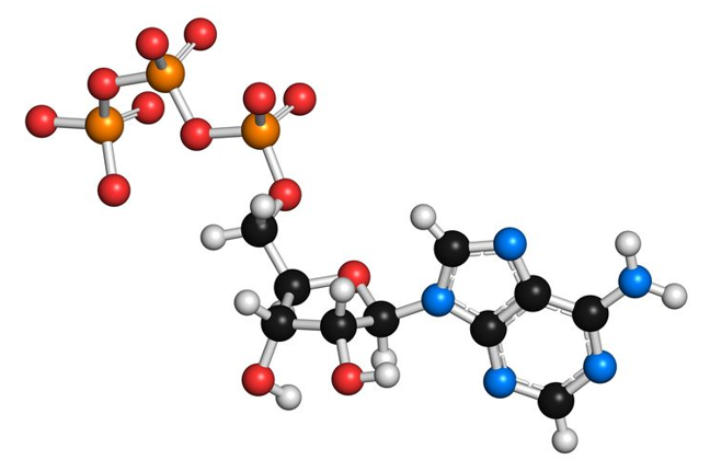 Protein Phosphorylation