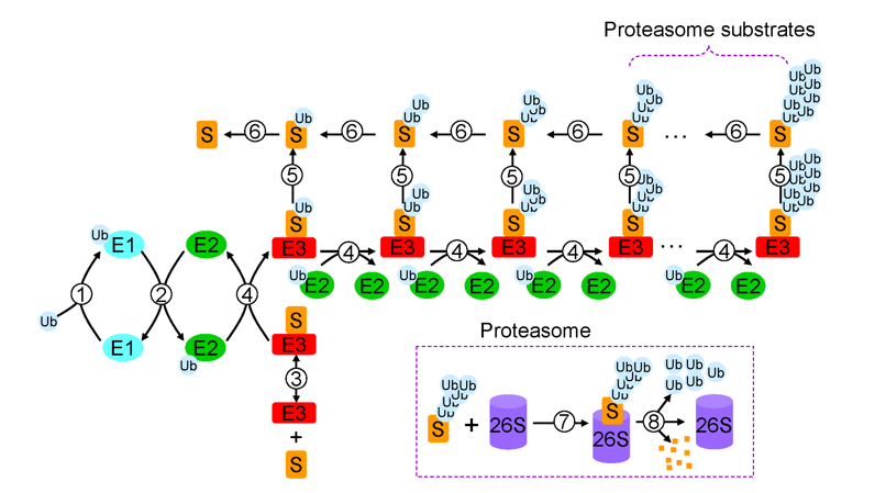 Brief Introduction on Ubiquitin and Protein Ubiquitination