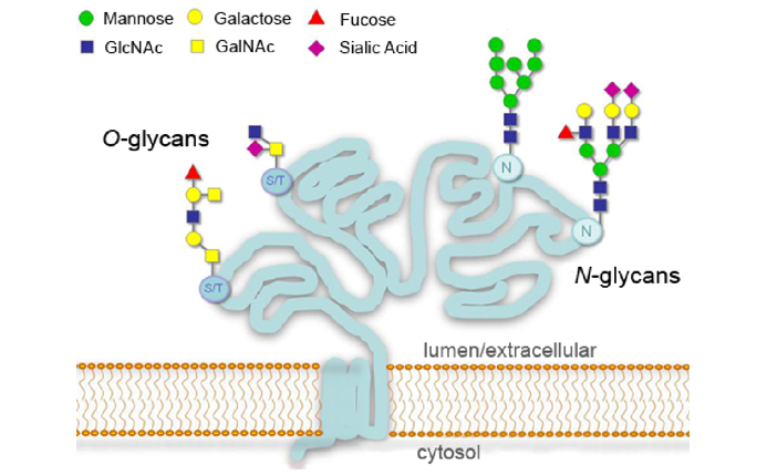 Qualitative and Quantitative Analyses for Protein Glycosylation