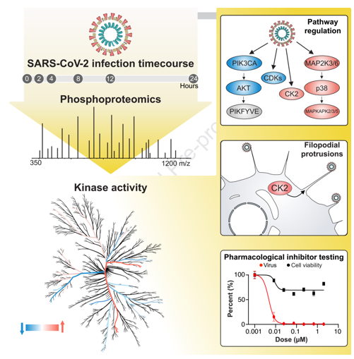 Proteomics Accelerates Research on COVID-19
