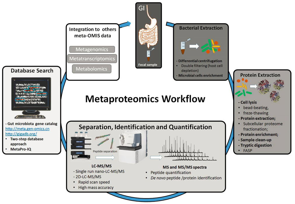 The workflow in a metaproteomic analysis of fecal sample