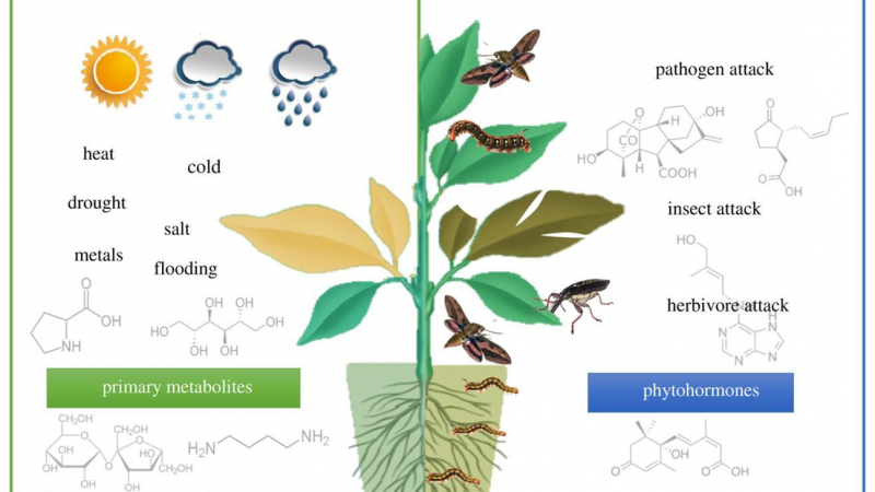 Application of Metabolomics in Plant Research