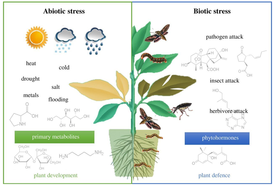 Application of Metabolomics in Plant Research
