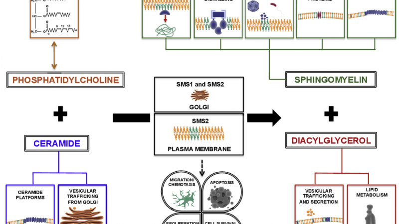What Is Sphingomyelin