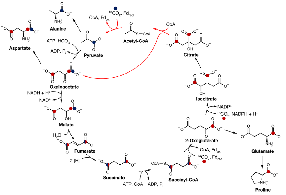 Can the TCA Cycle Be Reversed?
