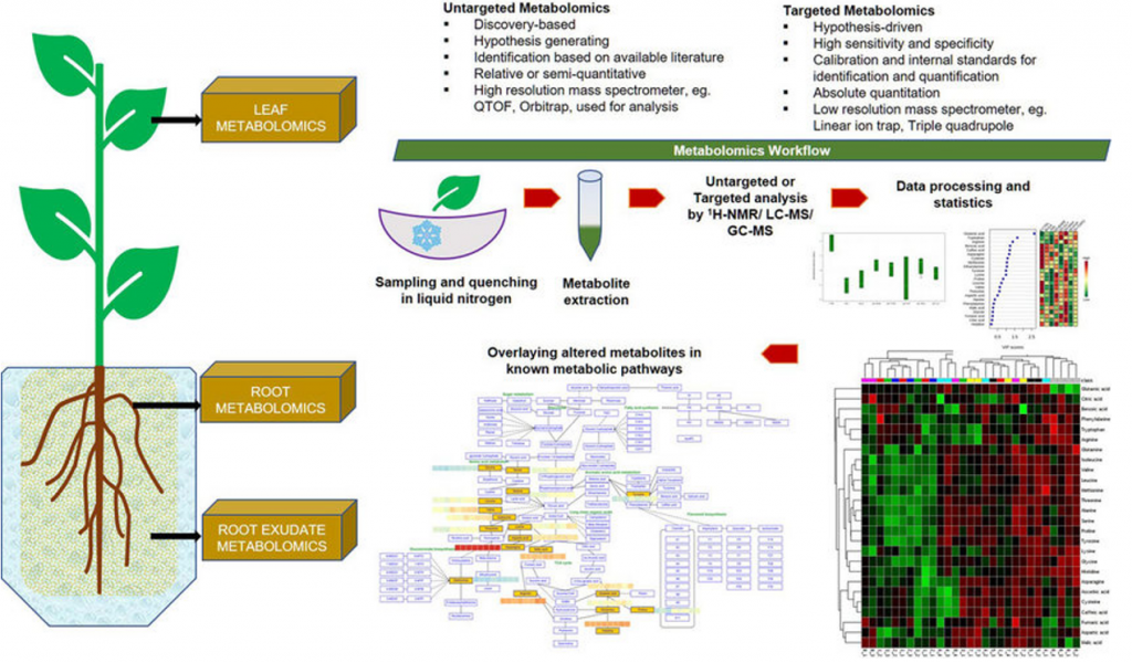 Metabolomic analysis in plants